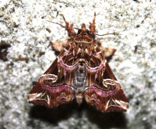 Callopistria juventina